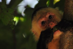 Flirting Tips From The Animal Kingdom - Capuchin Monkeys